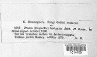 Phomopsis berberina image